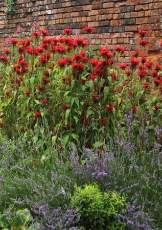 MONARDA didyma Goldmelisse